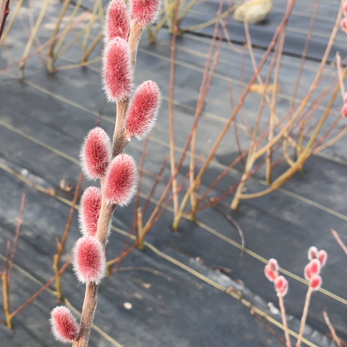 Mount Aso, Japanese Pink Willow Cutting - Dingdong's Garden