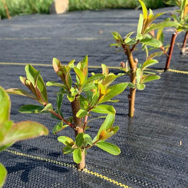 Mount Aso, Japanese Pink Willow Cutting - Dingdong's Garden