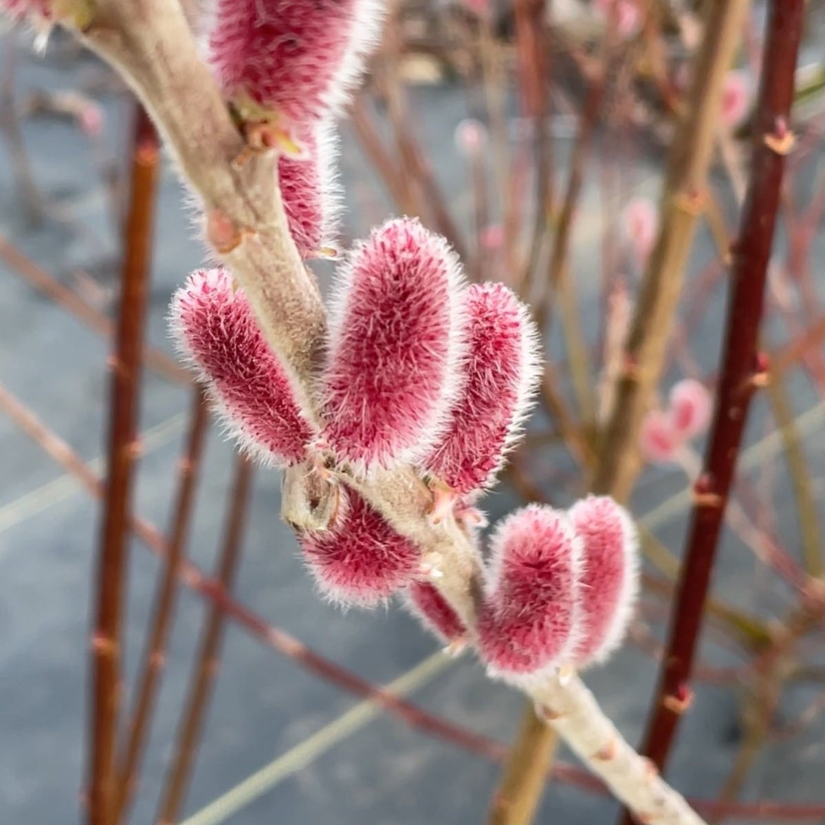 Mount Aso, Japanese Pink Willow Cutting - Dingdong's Garden