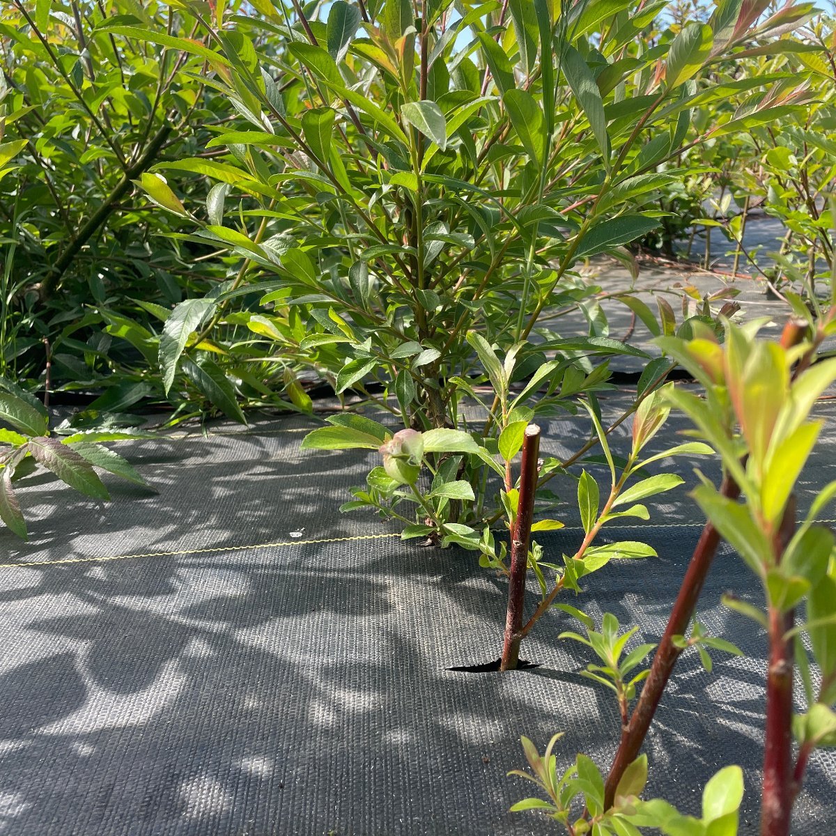 Mount Aso, Japanese Pink Willow Cutting - Dingdong's Garden