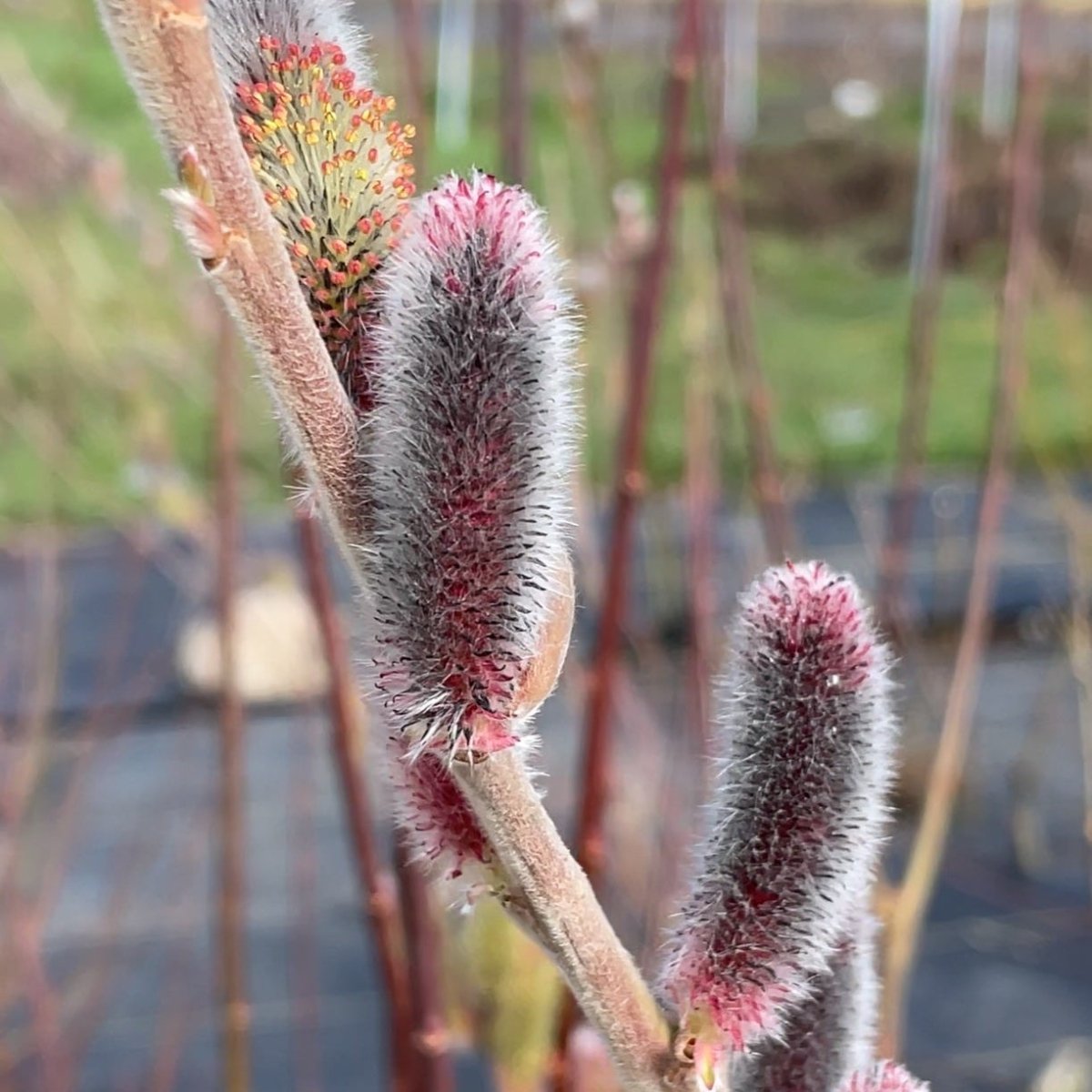 Mount Aso, Japanese Pink Willow Cutting - Dingdong's Garden
