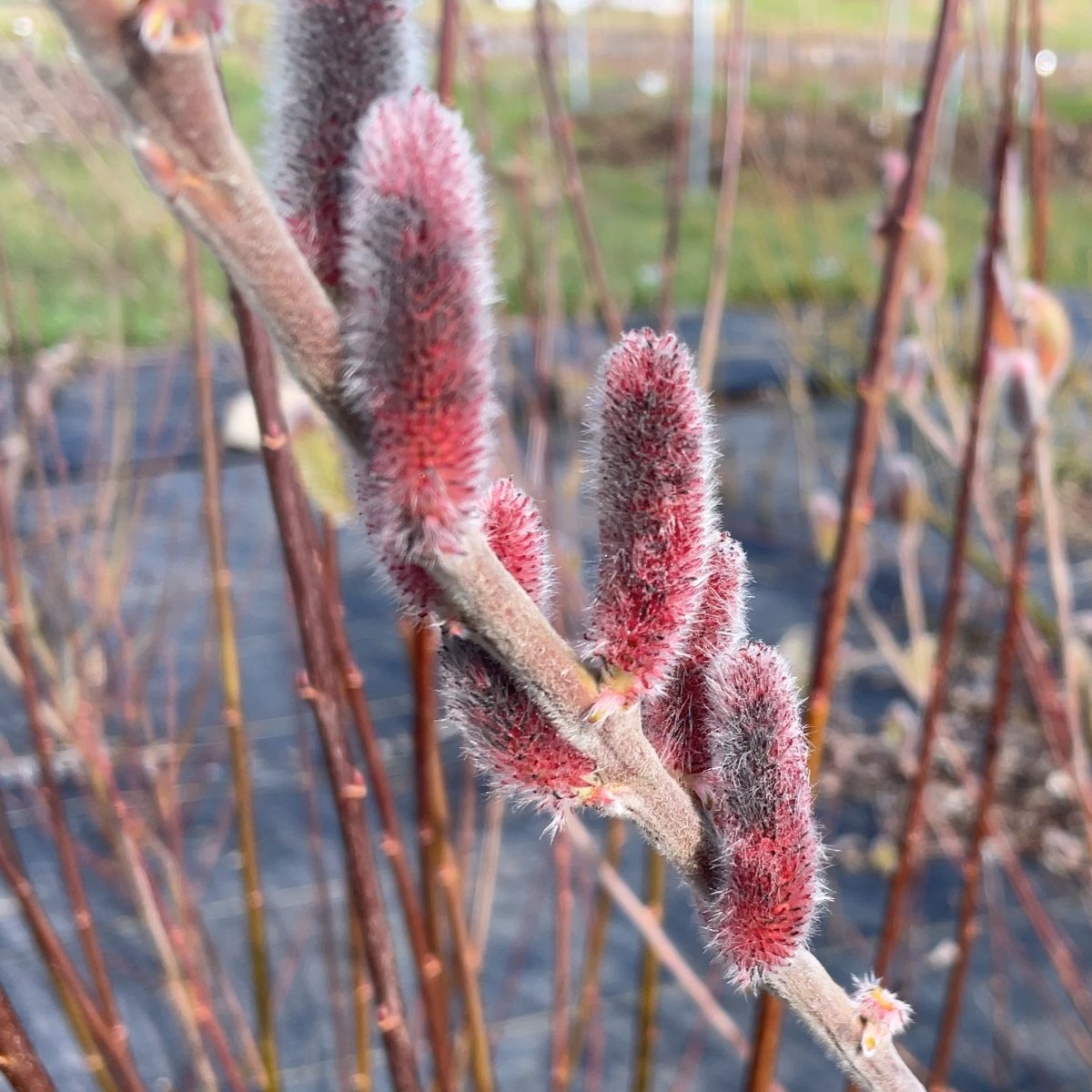 Mount Aso, Japanese Pink Willow Cutting - Dingdong's Garden