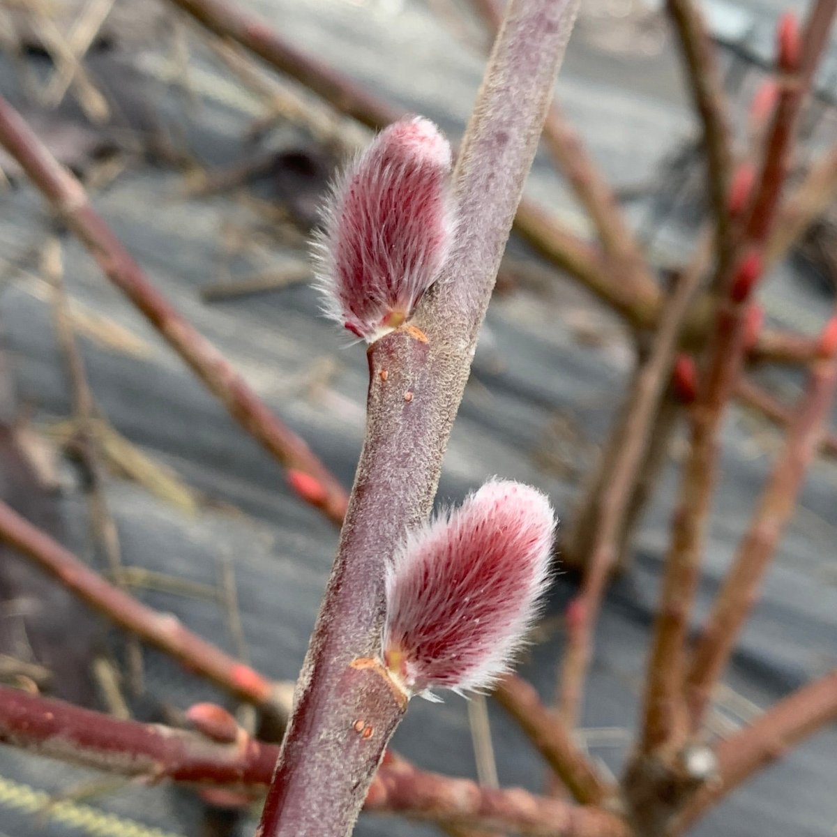 Mount Aso, Japanese Pink Willow Cutting - Dingdong's Garden