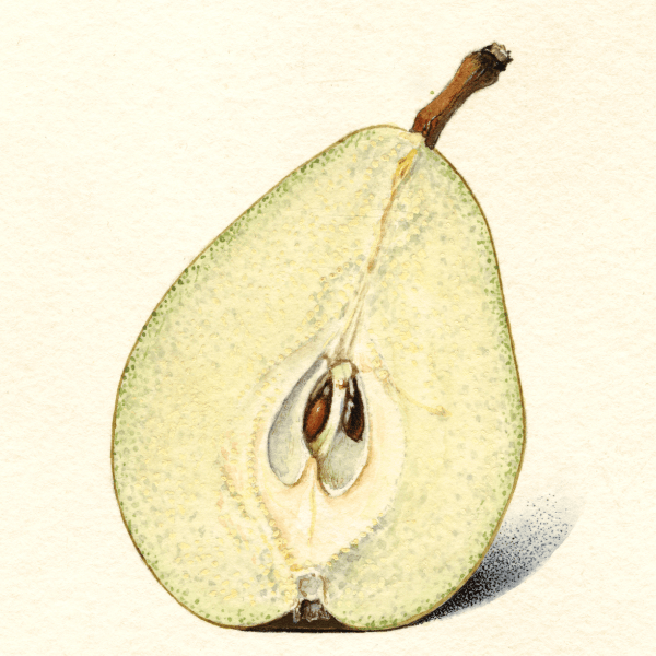 Mt Vernon Pear 4x6 Decorative Card - Dingdong's Garden