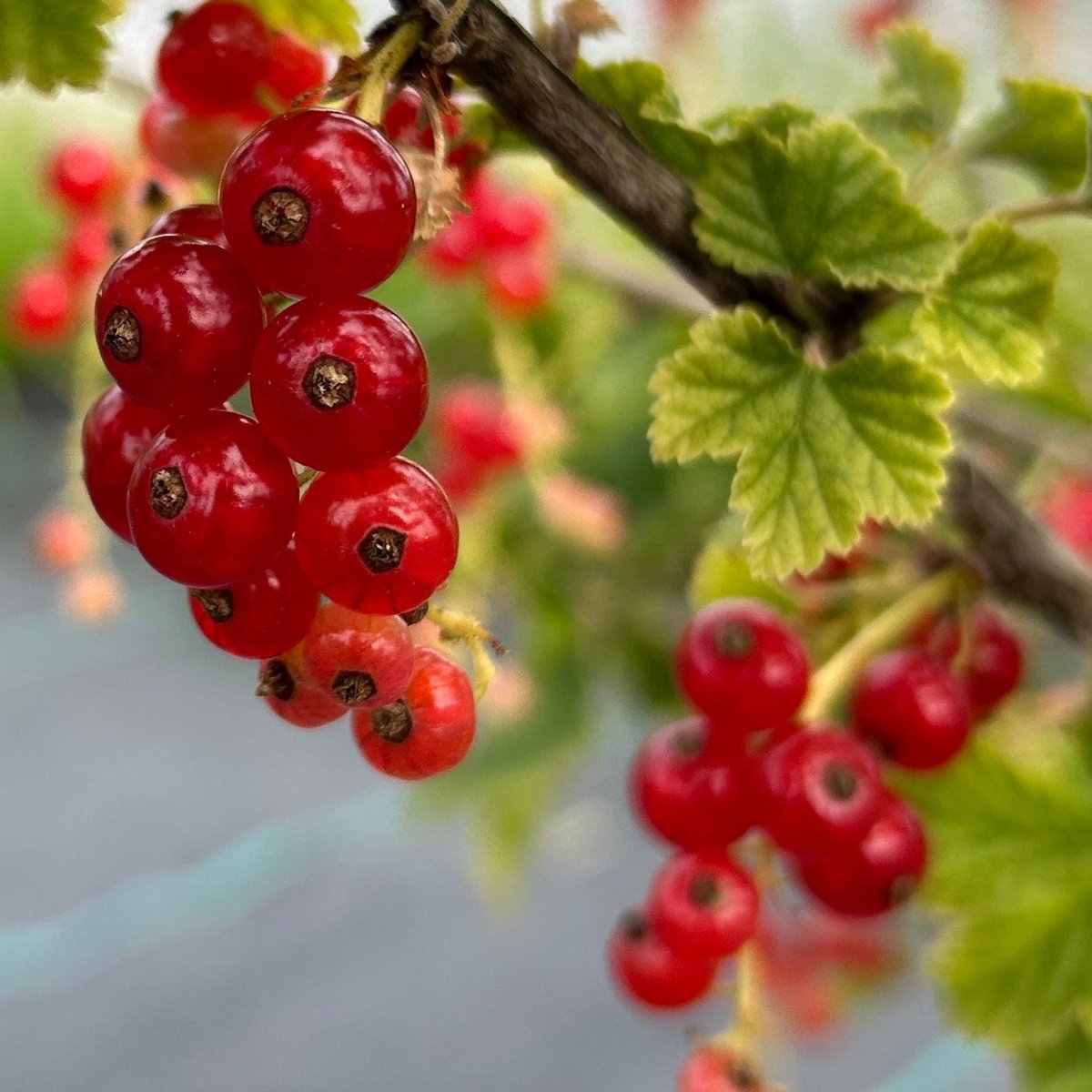 Mulka Red Currant Cutting - Dingdong's Garden