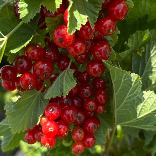 Mulka Red Currant Cutting - Dingdong's Garden