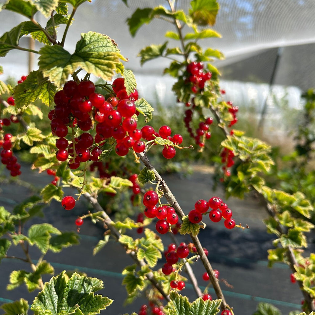 Mulka Red Currant Cutting