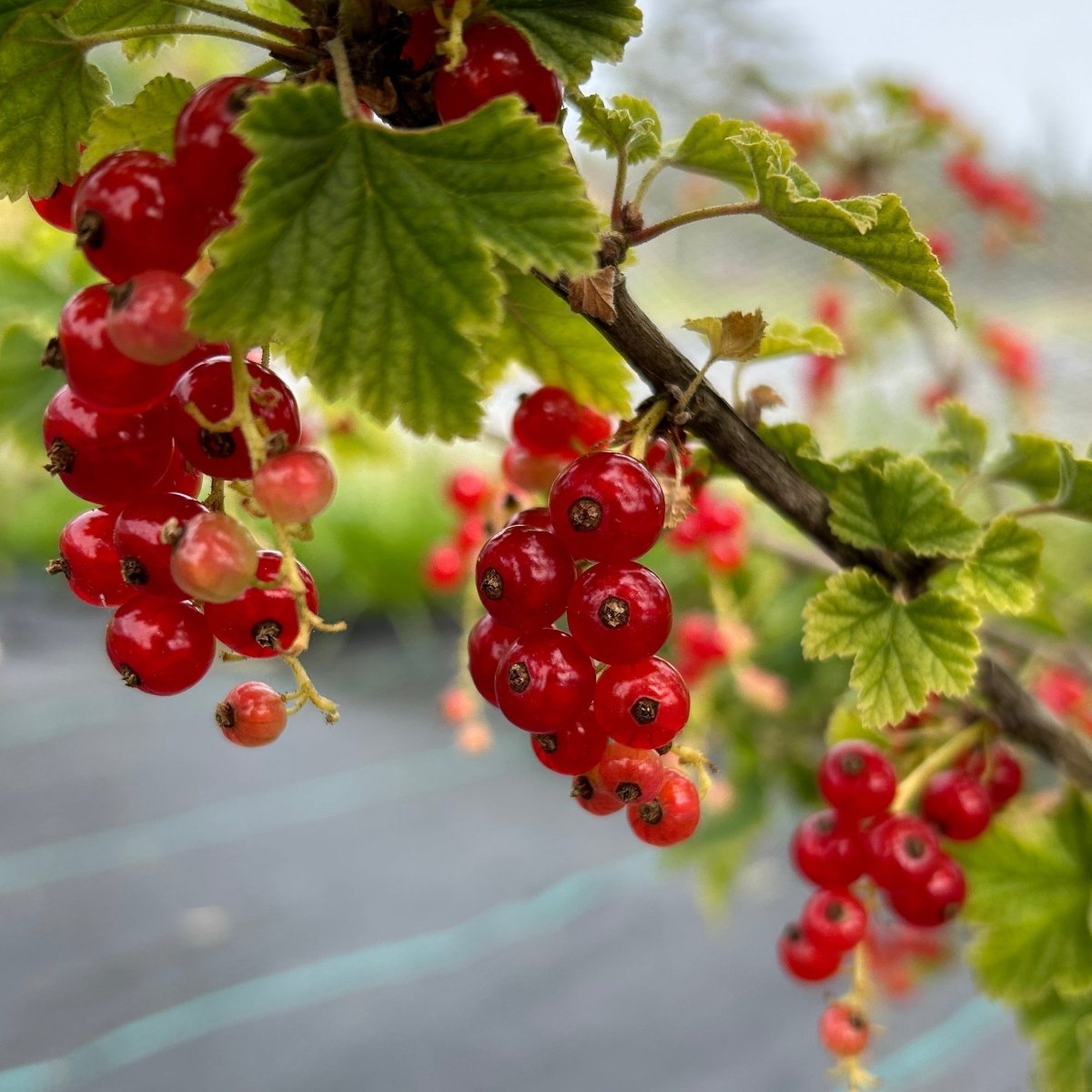 Mulka Red Currant Cutting - Dingdong's Garden