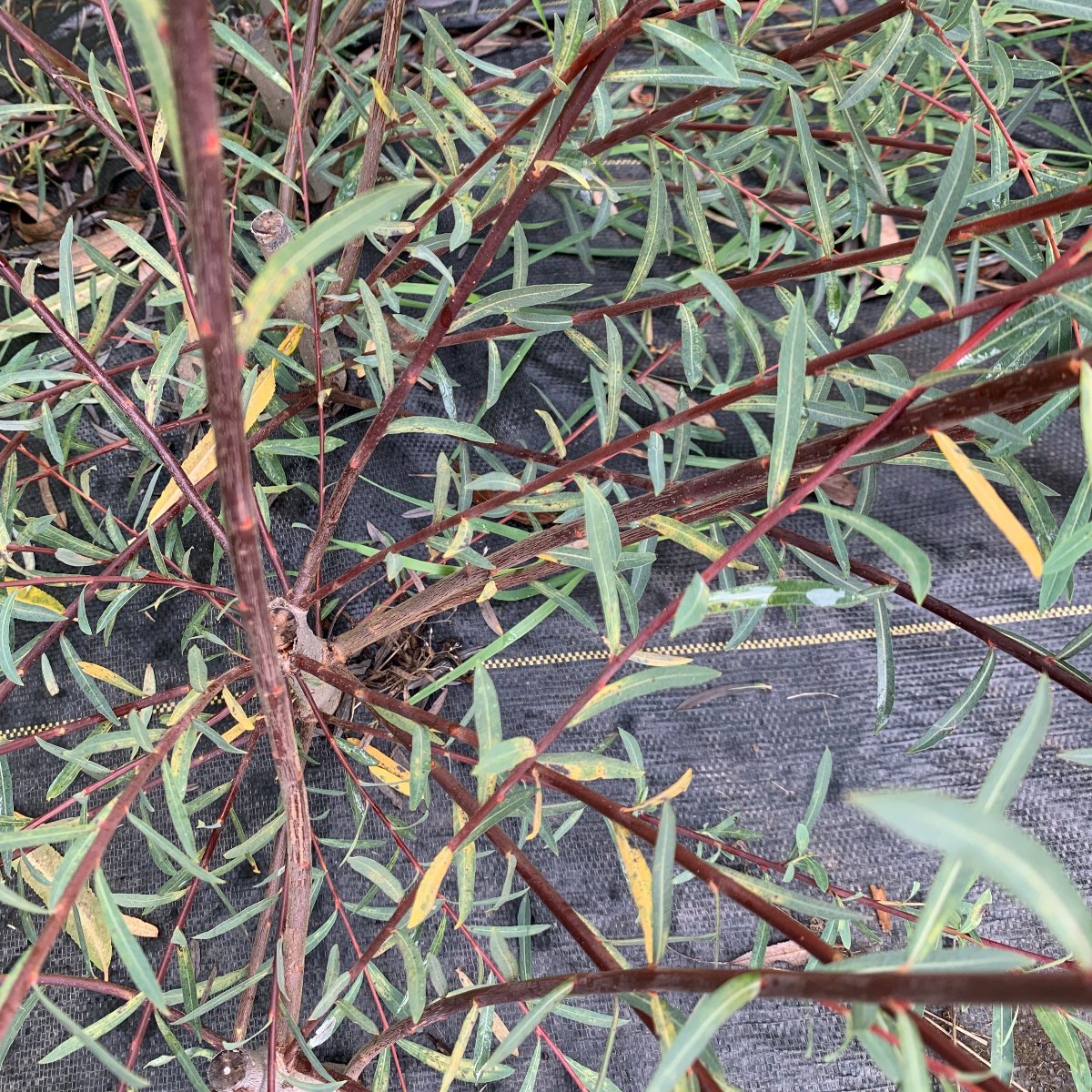 Nancy Saunders Willow Cutting - Dingdong's Garden