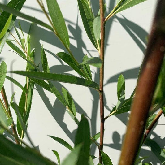 Navajo, Globe Willow Cutting - Dingdong's Garden