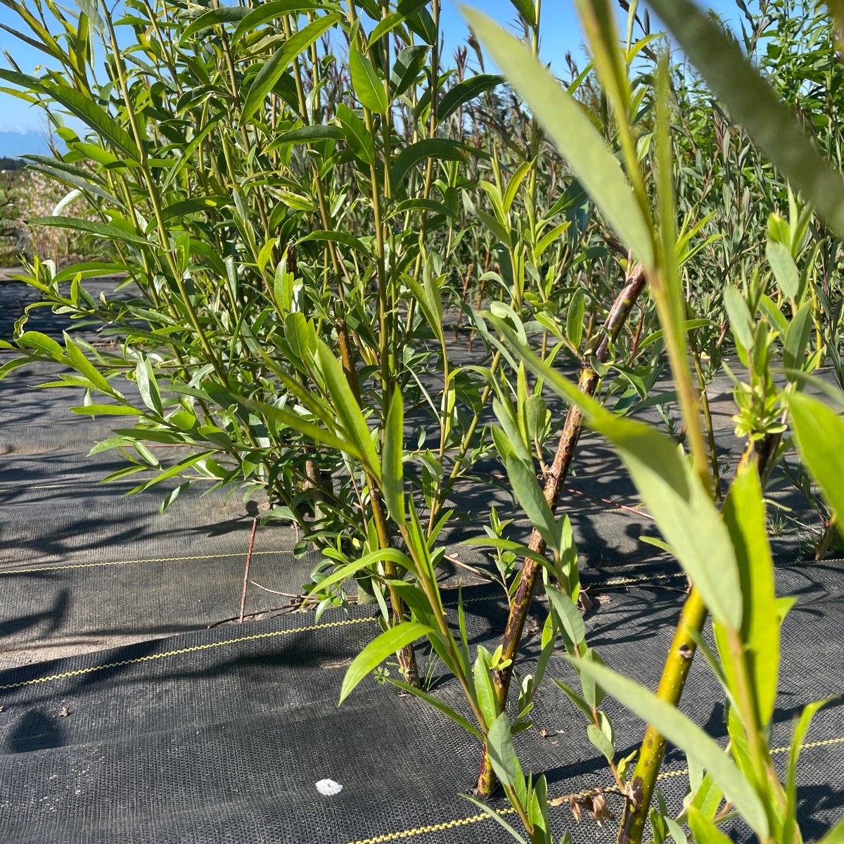 Navajo, Globe Willow Cutting - Dingdong's Garden