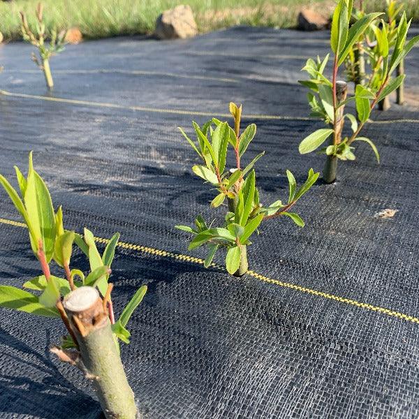 Navajo, Globe Willow Cutting - Dingdong's Garden