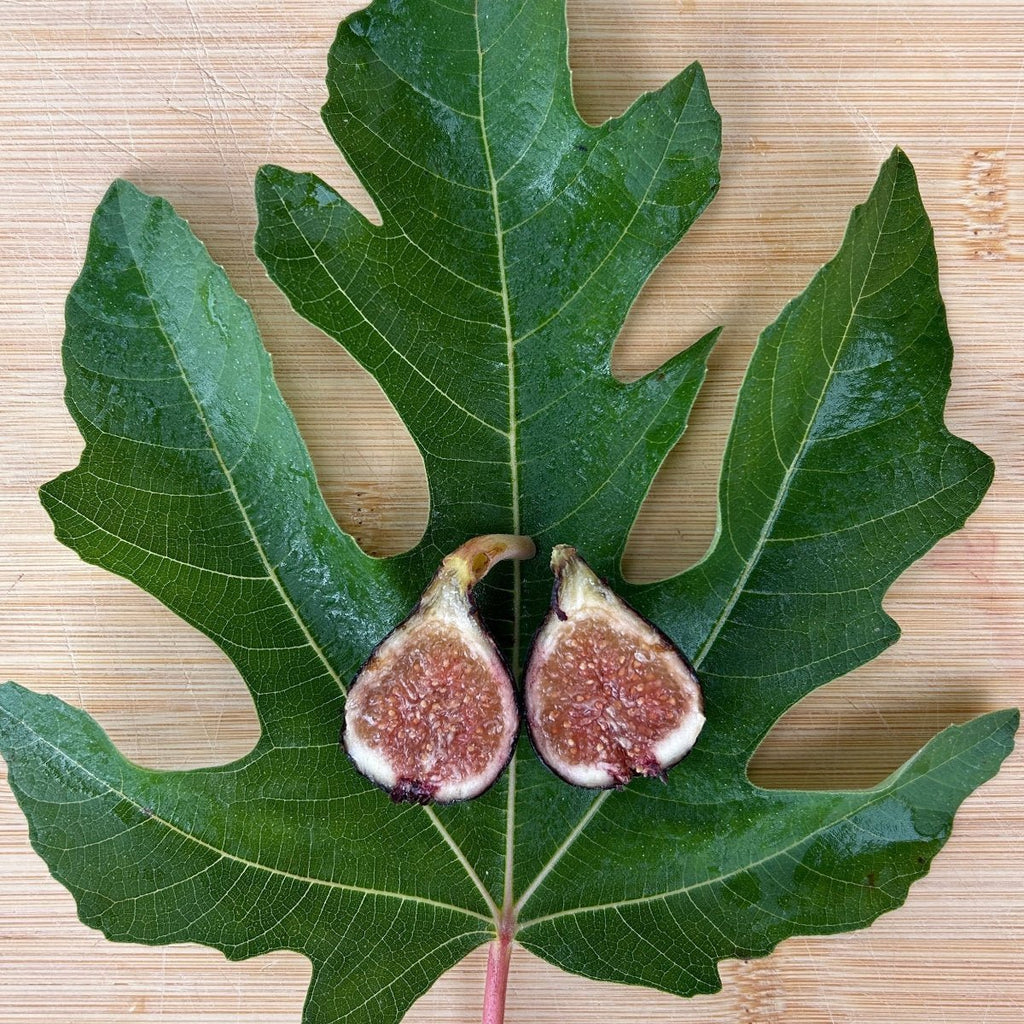 Negretta Fig Cutting