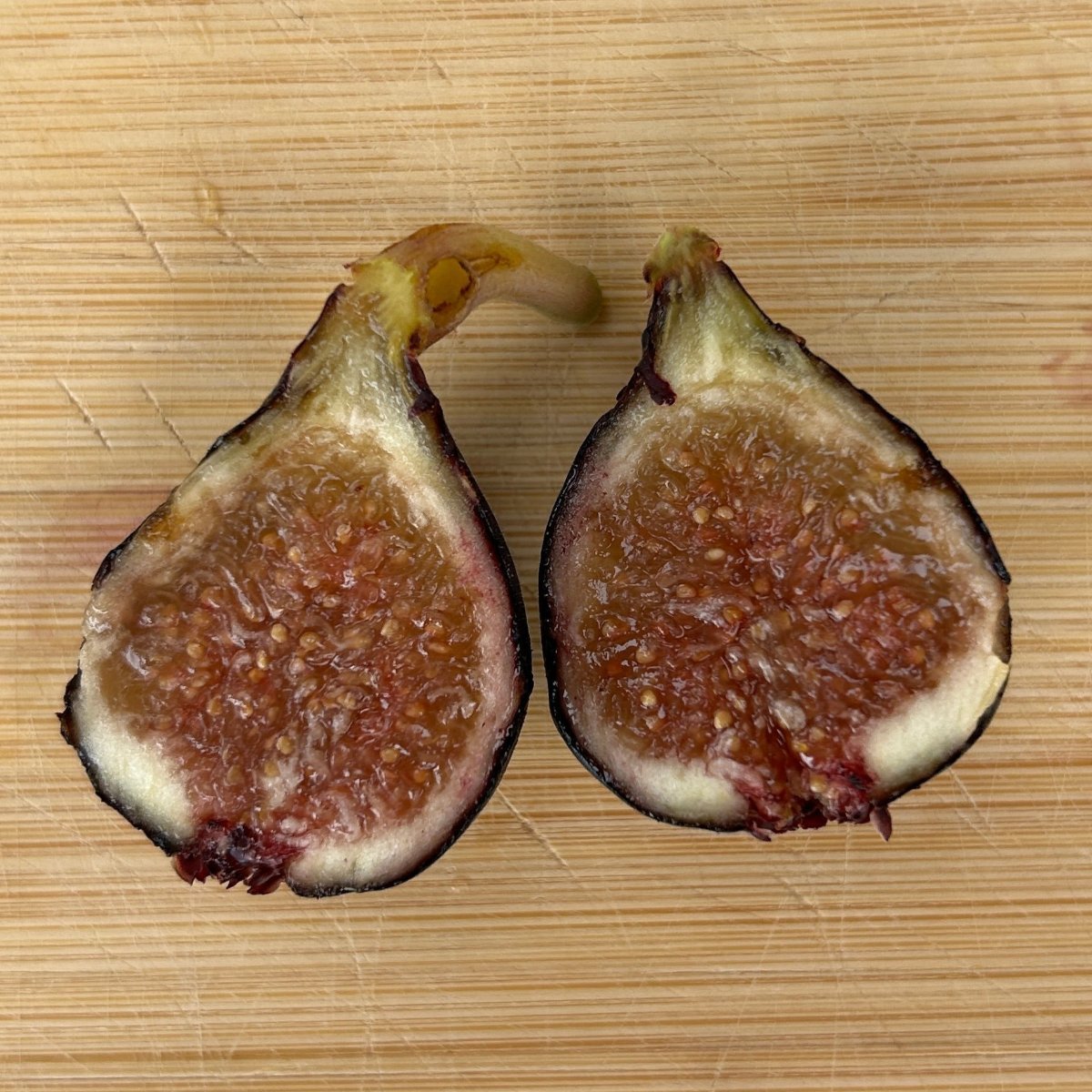 Negretta Fig Cutting - Dingdong's Garden