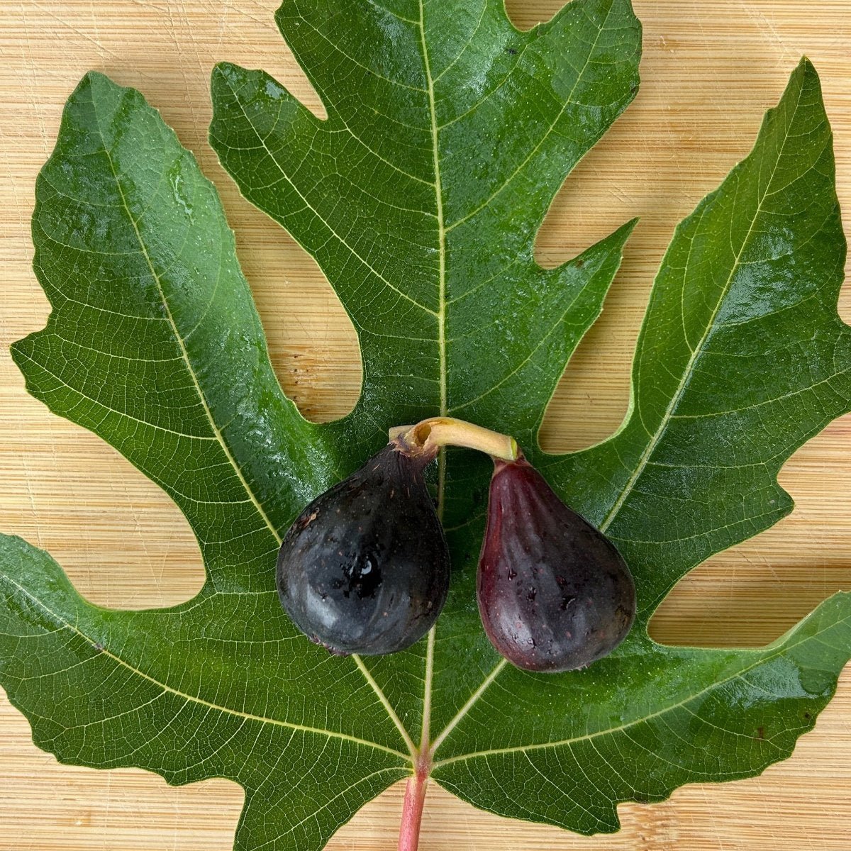 Negretta Fig Cutting - Dingdong's Garden