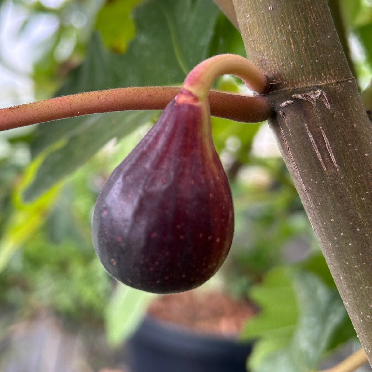 Negretta Fig Cutting - Dingdong's Garden