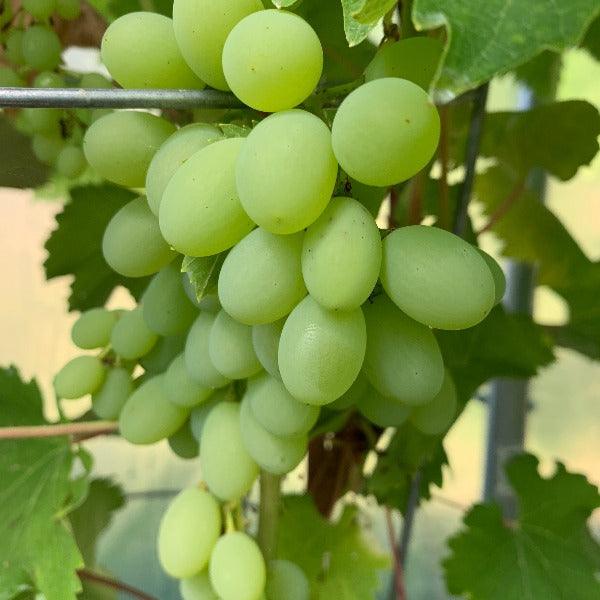 Neptune Table Grape Cutting - Dingdong's Garden