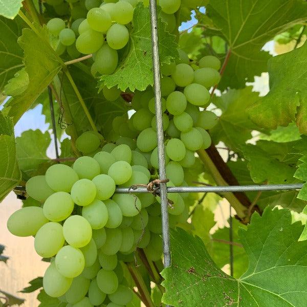 Neptune Table Grape Cutting - Dingdong's Garden