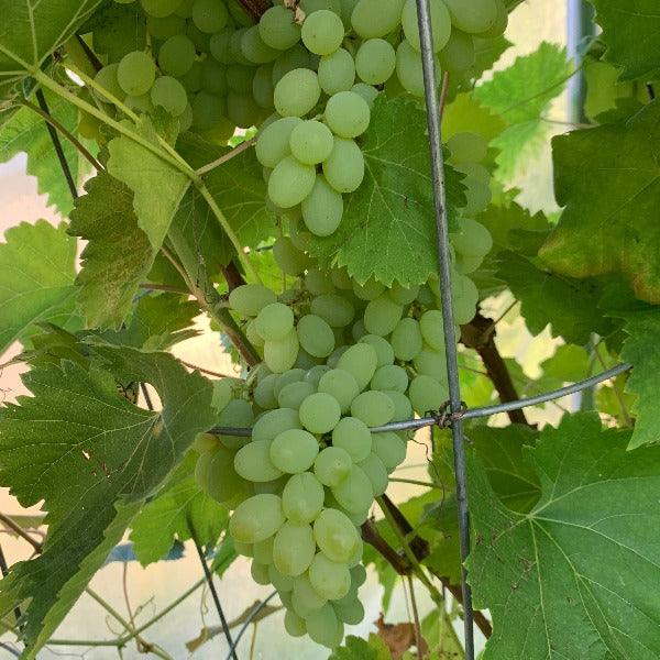 Neptune Table Grape Cutting - Dingdong's Garden