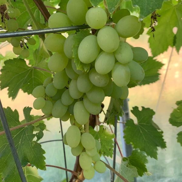 Neptune Table Grape Cutting - Dingdong's Garden