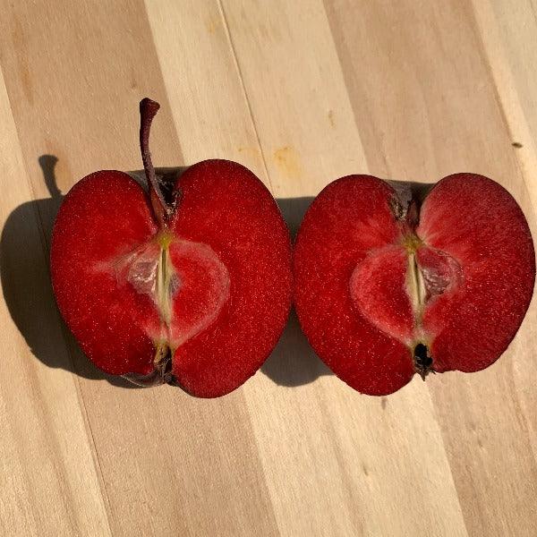 Niedwetzkyana Apple Scionwood
