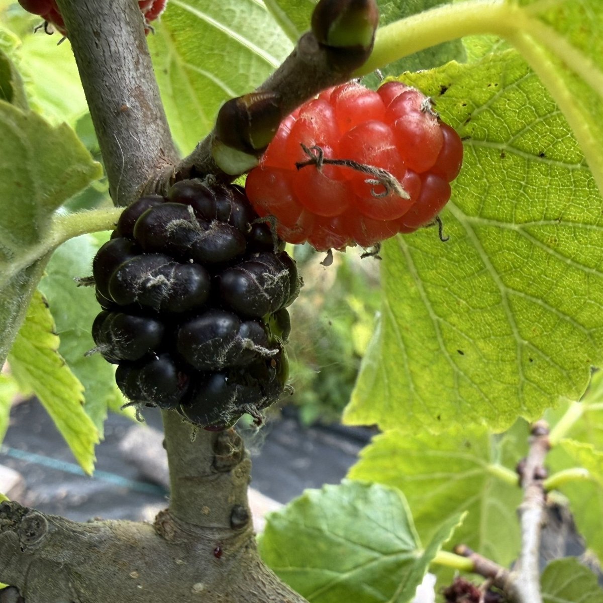 Noir de Spain Mulberry Cutting - Dingdong's Garden