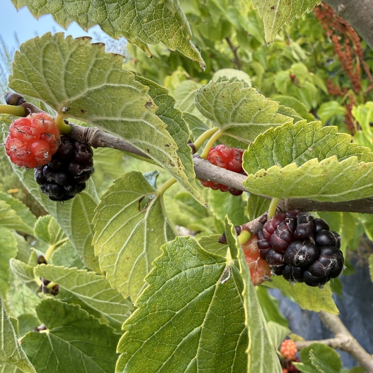Noir de Spain Mulberry Cutting - Dingdong's Garden