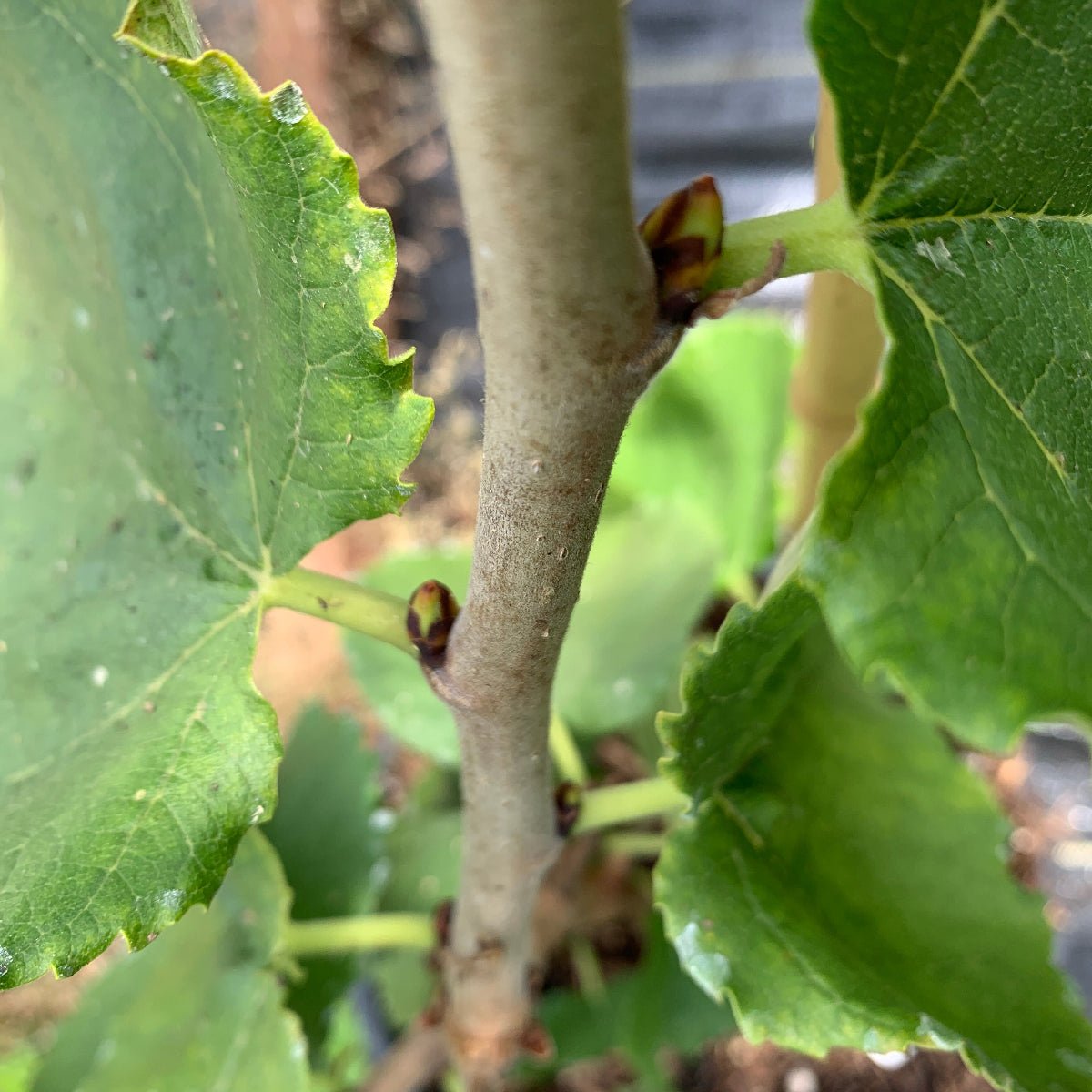 Noir de Spain Mulberry Cutting - Dingdong's Garden