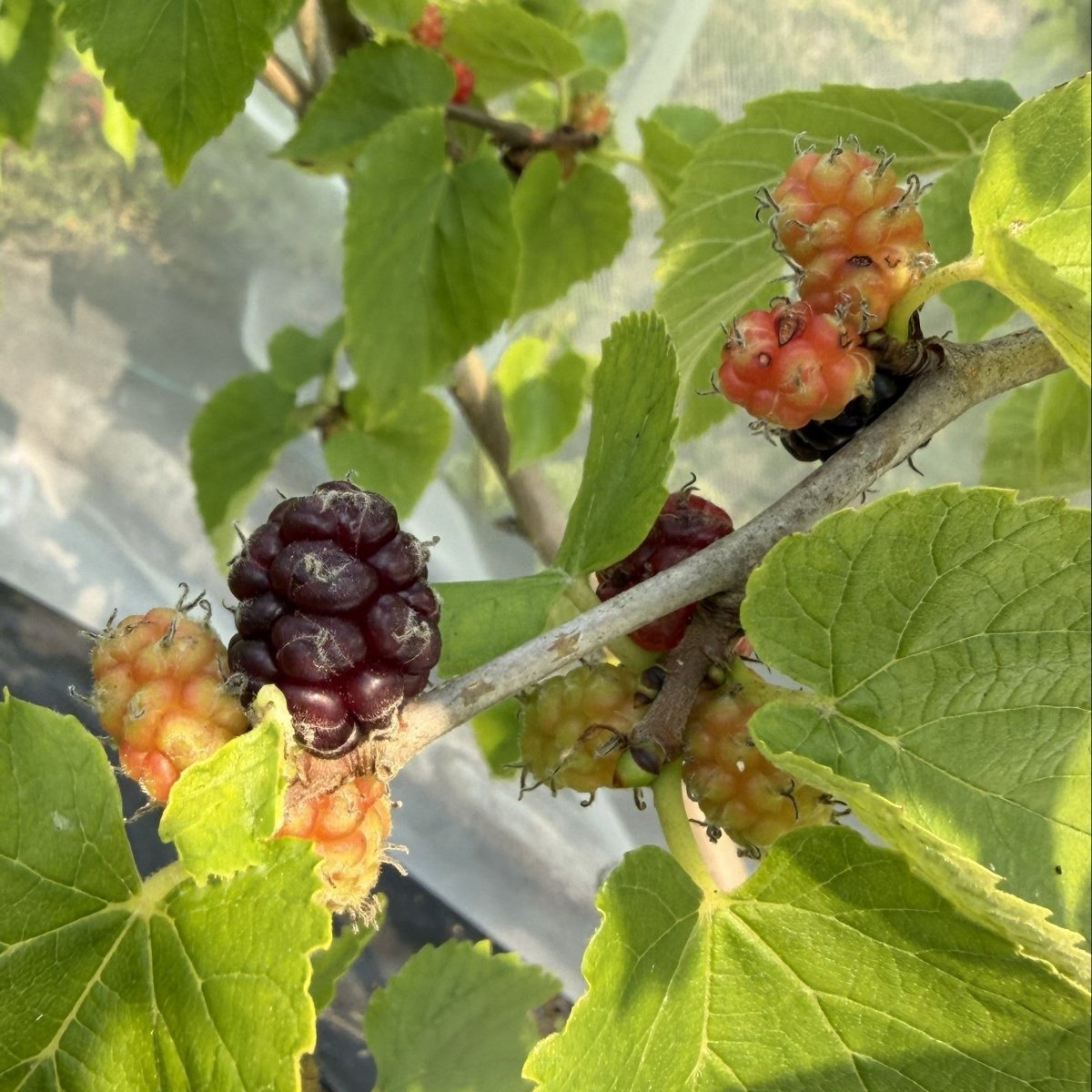 Noir de Spain Mulberry Cutting - Dingdong's Garden