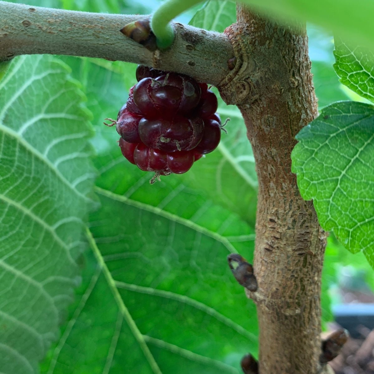 Noir de Spain Mulberry Cutting - Dingdong's Garden