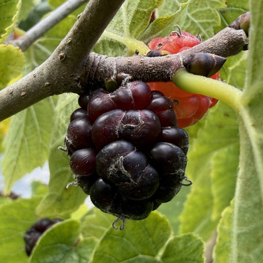 Noir de Spain Mulberry Cutting - Dingdong's Garden