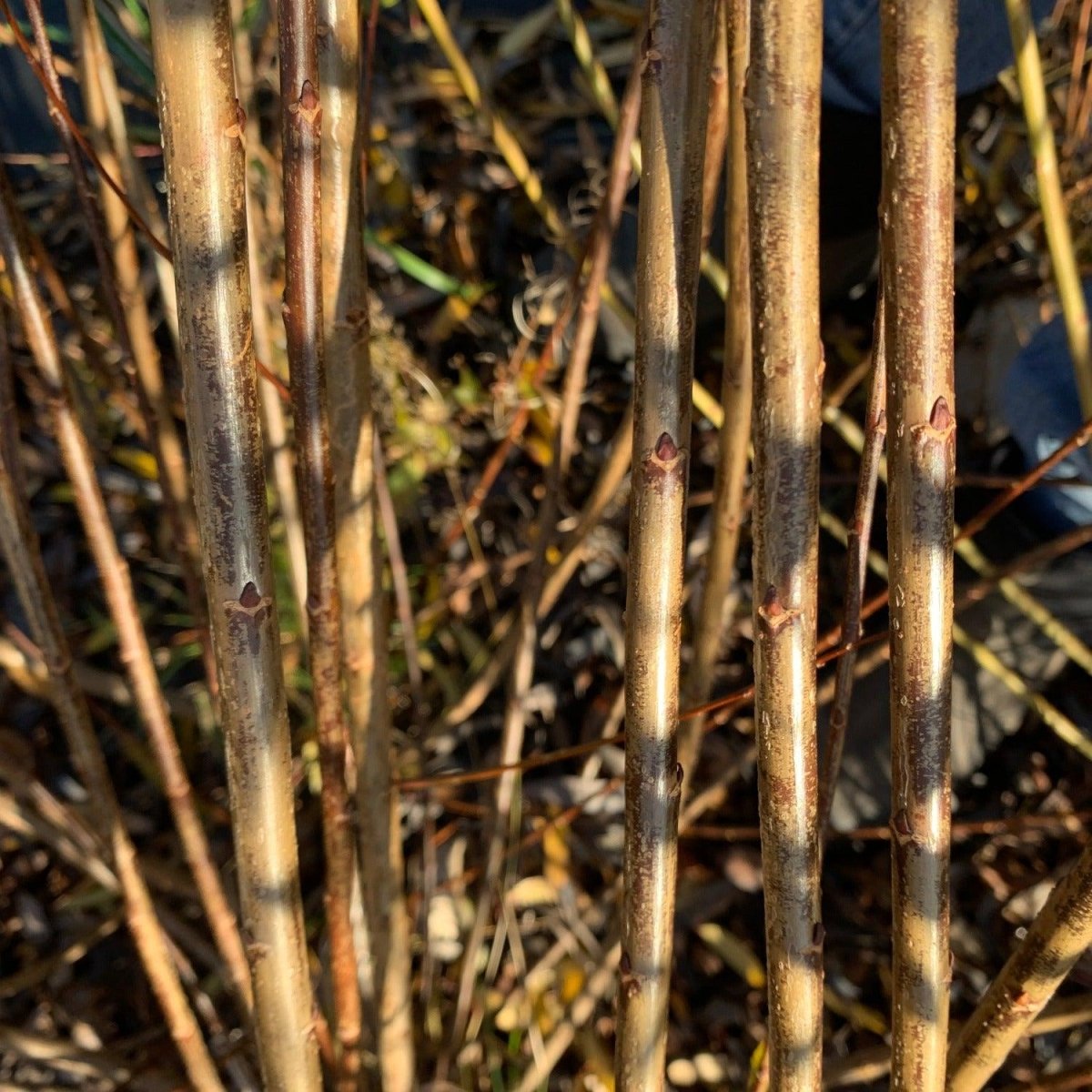 Noire de Villaines Willow Cutting - Dingdong's Garden