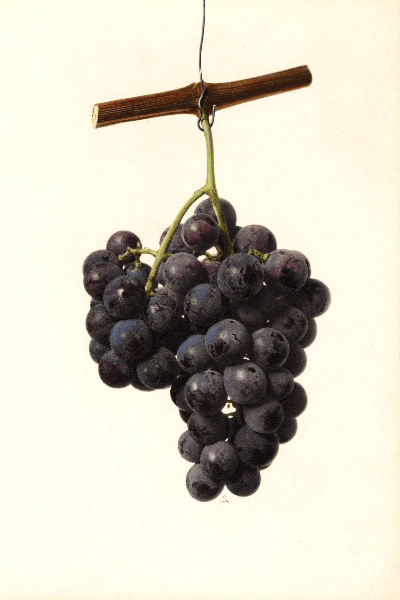 Norfolk Grape 4x6 Decorative Card - Dingdong's Garden