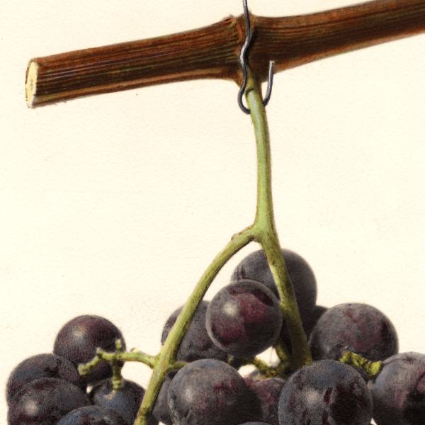 Norfolk Grape 4x6 Decorative Card - Dingdong's Garden