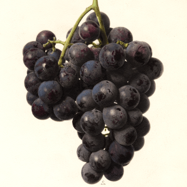 Norfolk Grape 4x6 Decorative Card - Dingdong's Garden