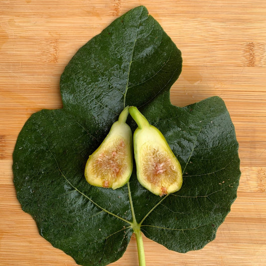 Norman's Yellow Fig Cutting - Dingdong's Garden