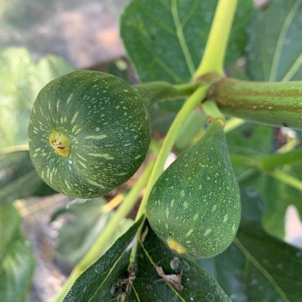 Norman's Yellow Fig Cutting - Dingdong's Garden