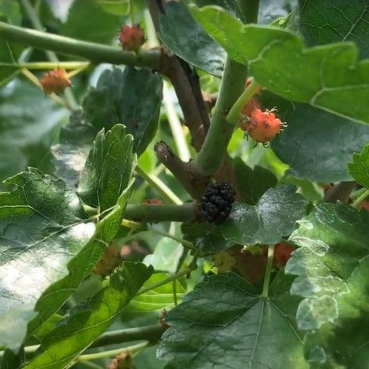 Northrop Mulberry Cutting - Dingdong's Garden