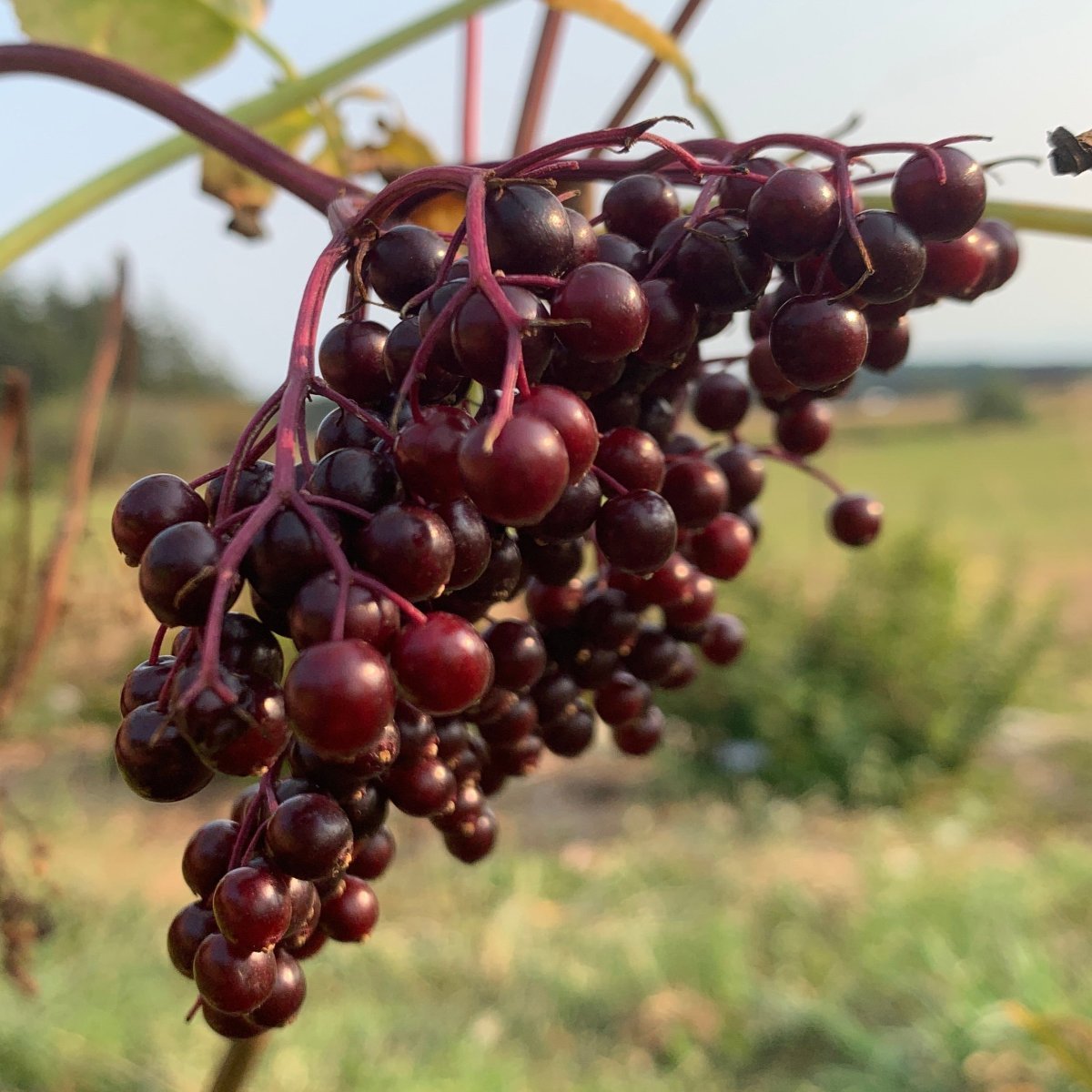 Nova Elderberry Elderberry Cutting - Dingdong's Garden