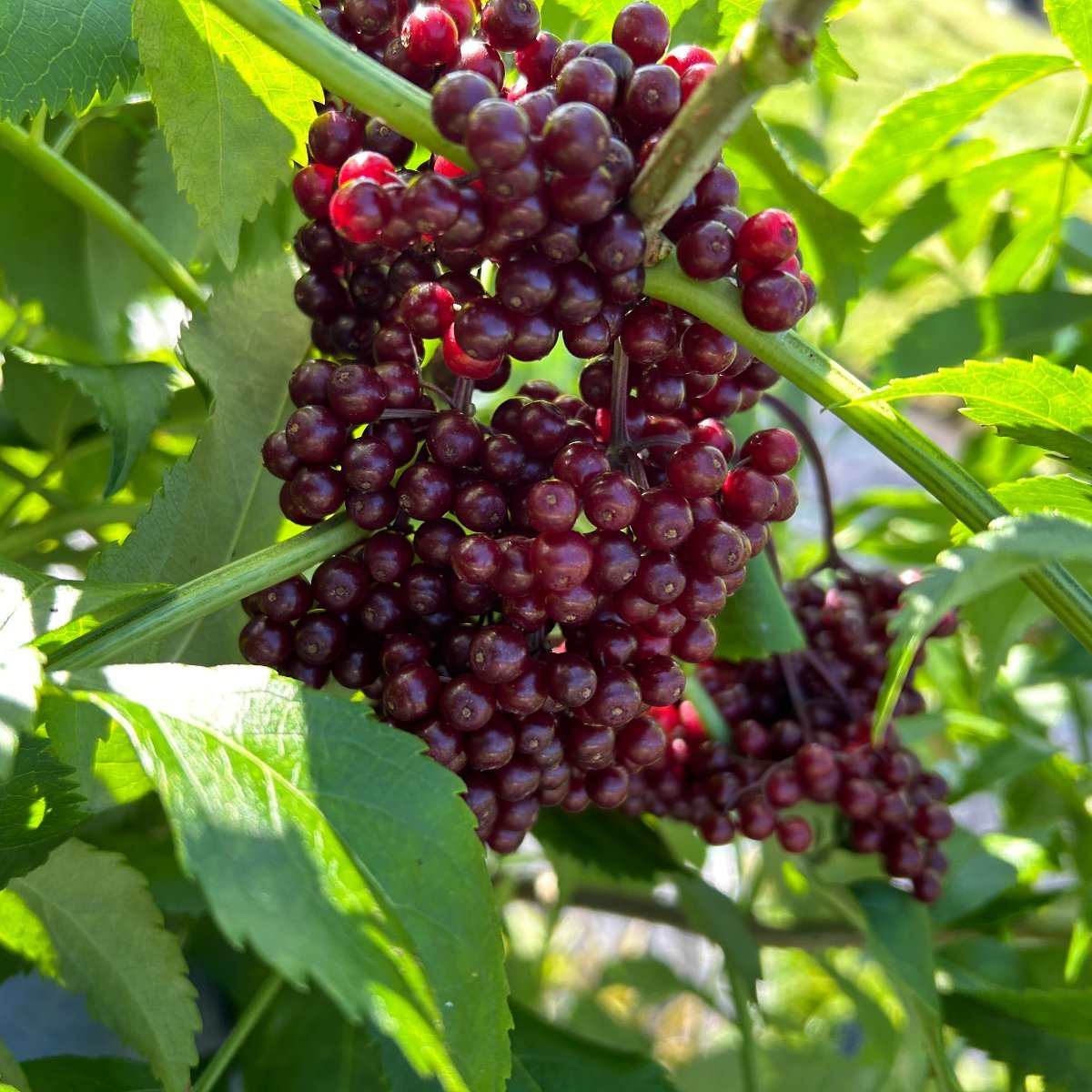 Nova Elderberry Elderberry Cutting - Dingdong's Garden