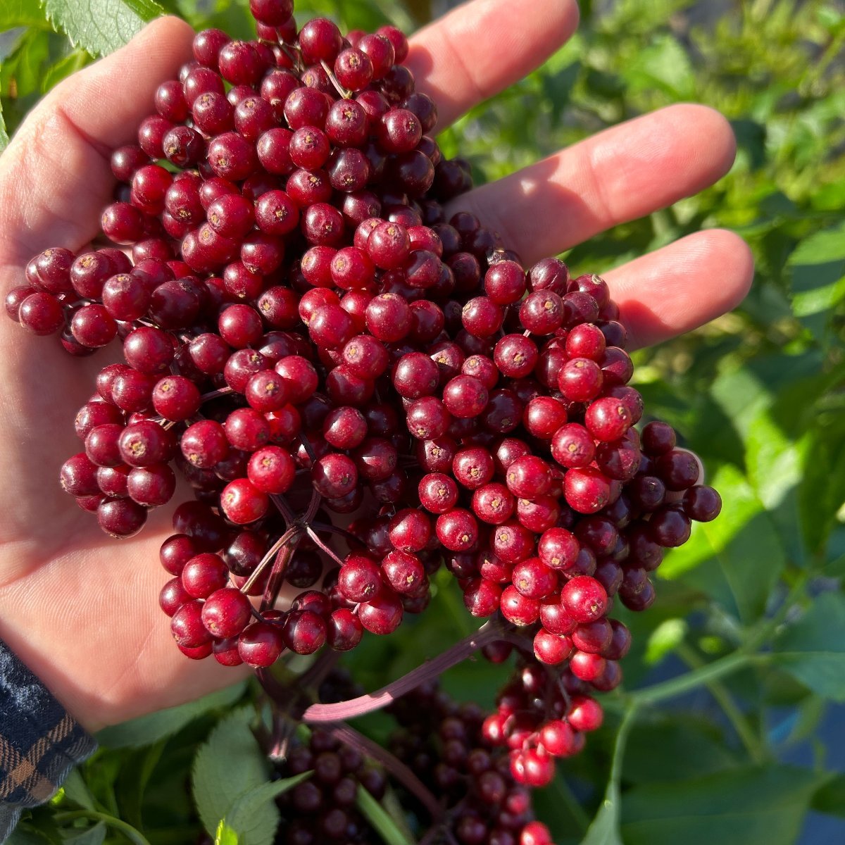 Nova Elderberry Elderberry Cutting - Dingdong's Garden