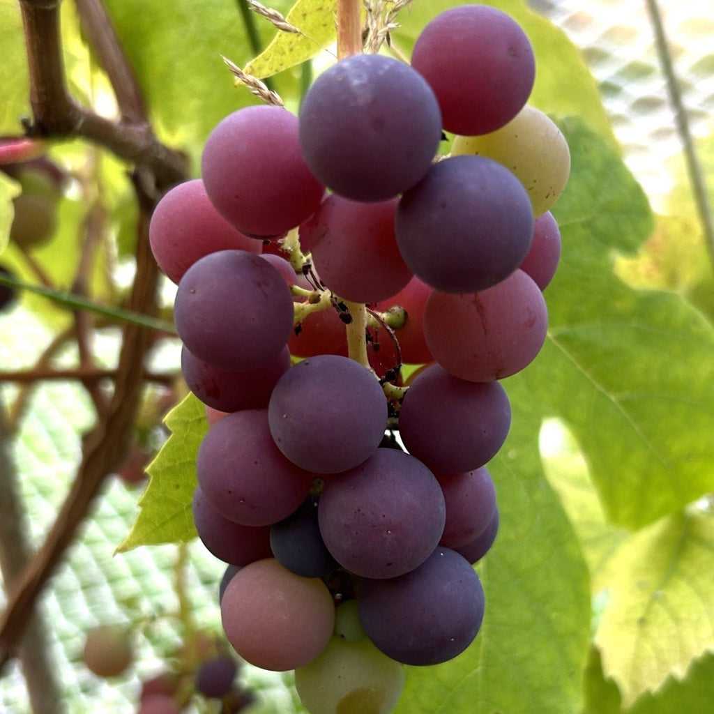 NY Muscat Table Grape Cutting
