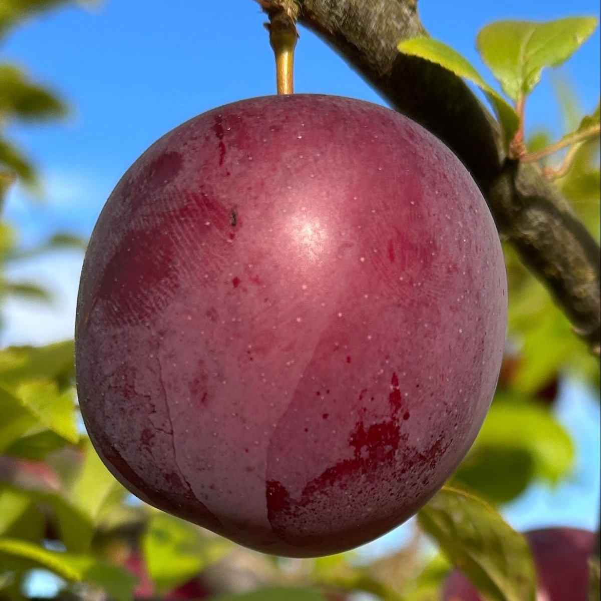 Obilnaja Plum Scionwood - Dingdong's Garden