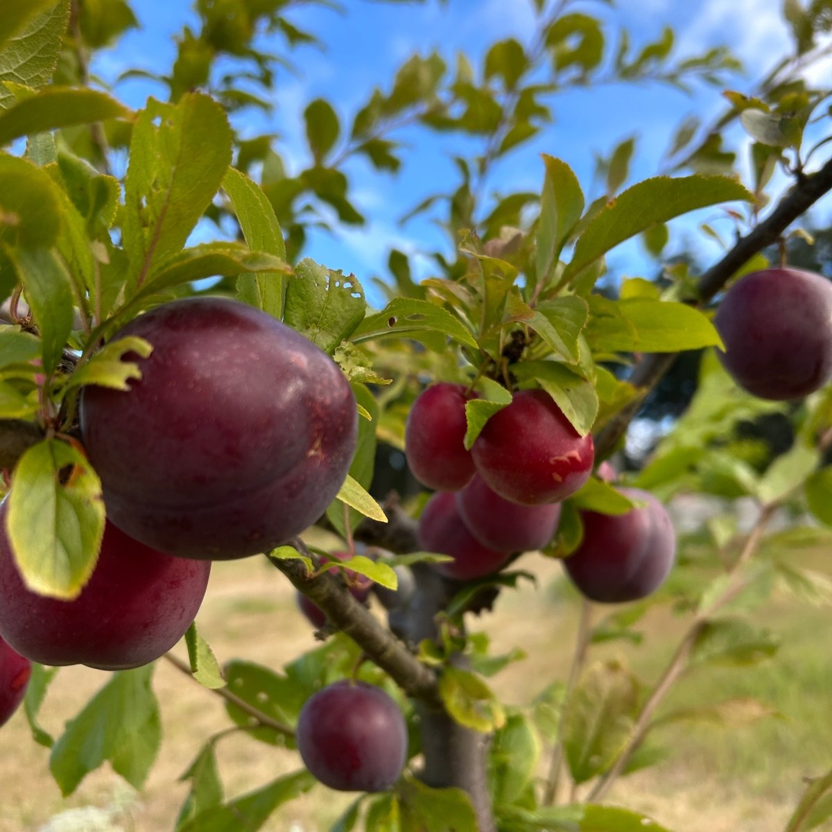 Obilnaja Plum Scionwood - Dingdong's Garden