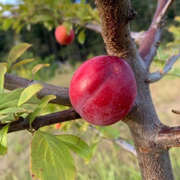 Obilnaja Plum Scionwood - Dingdong's Garden