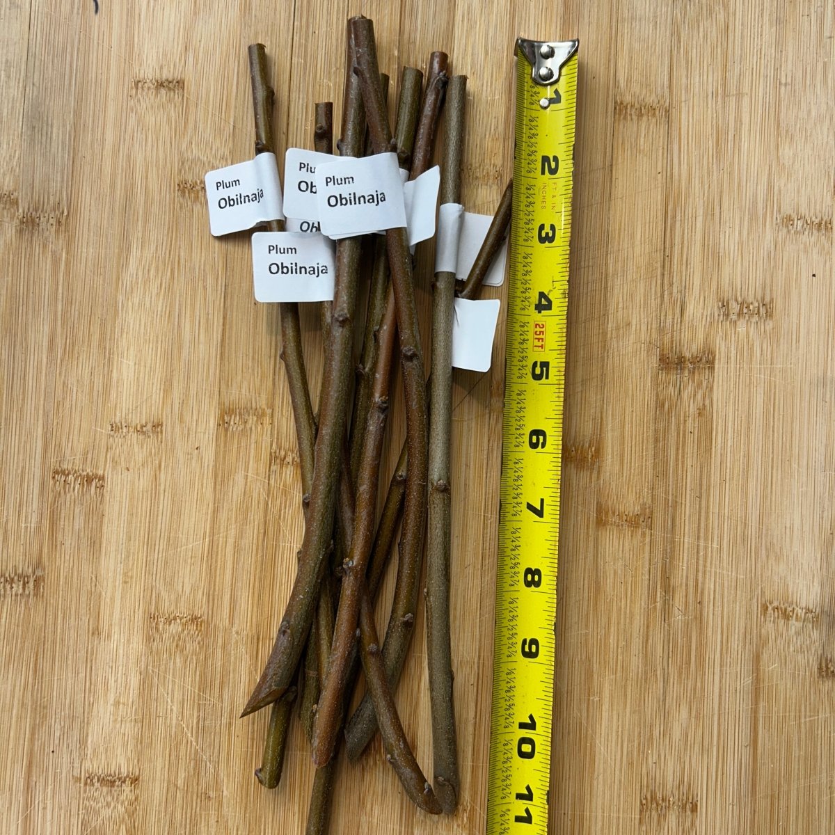 Obilnaja Plum Scionwood - Dingdong's Garden