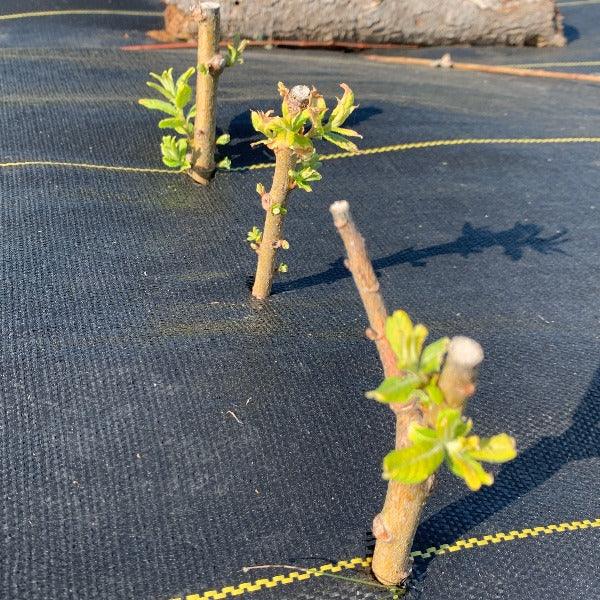 Ogon Willow Cutting