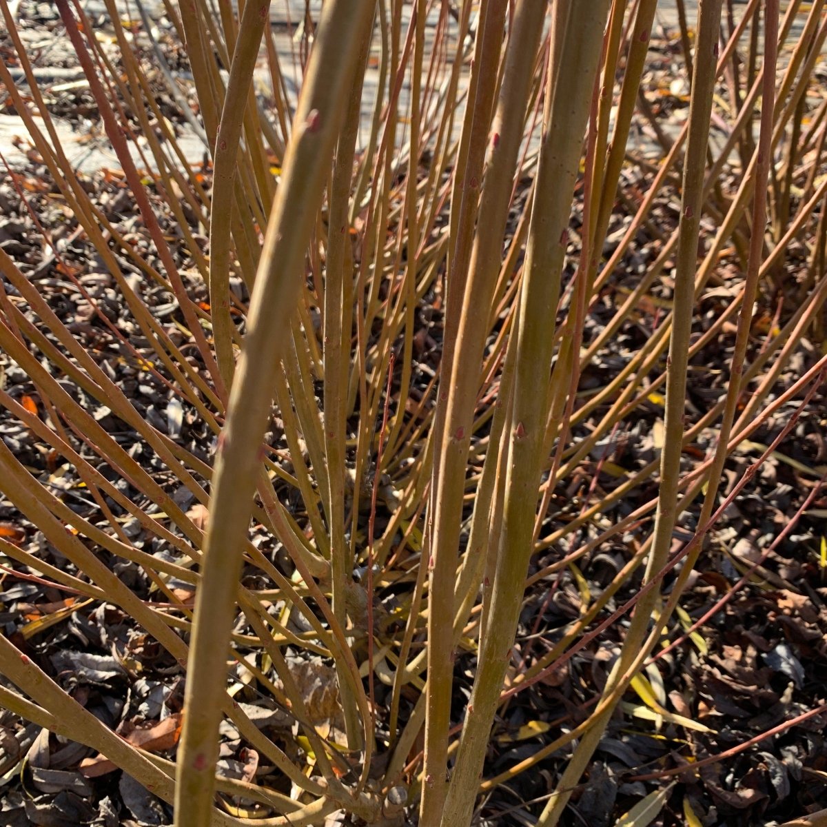 Oka Willow Cutting - Dingdong's Garden