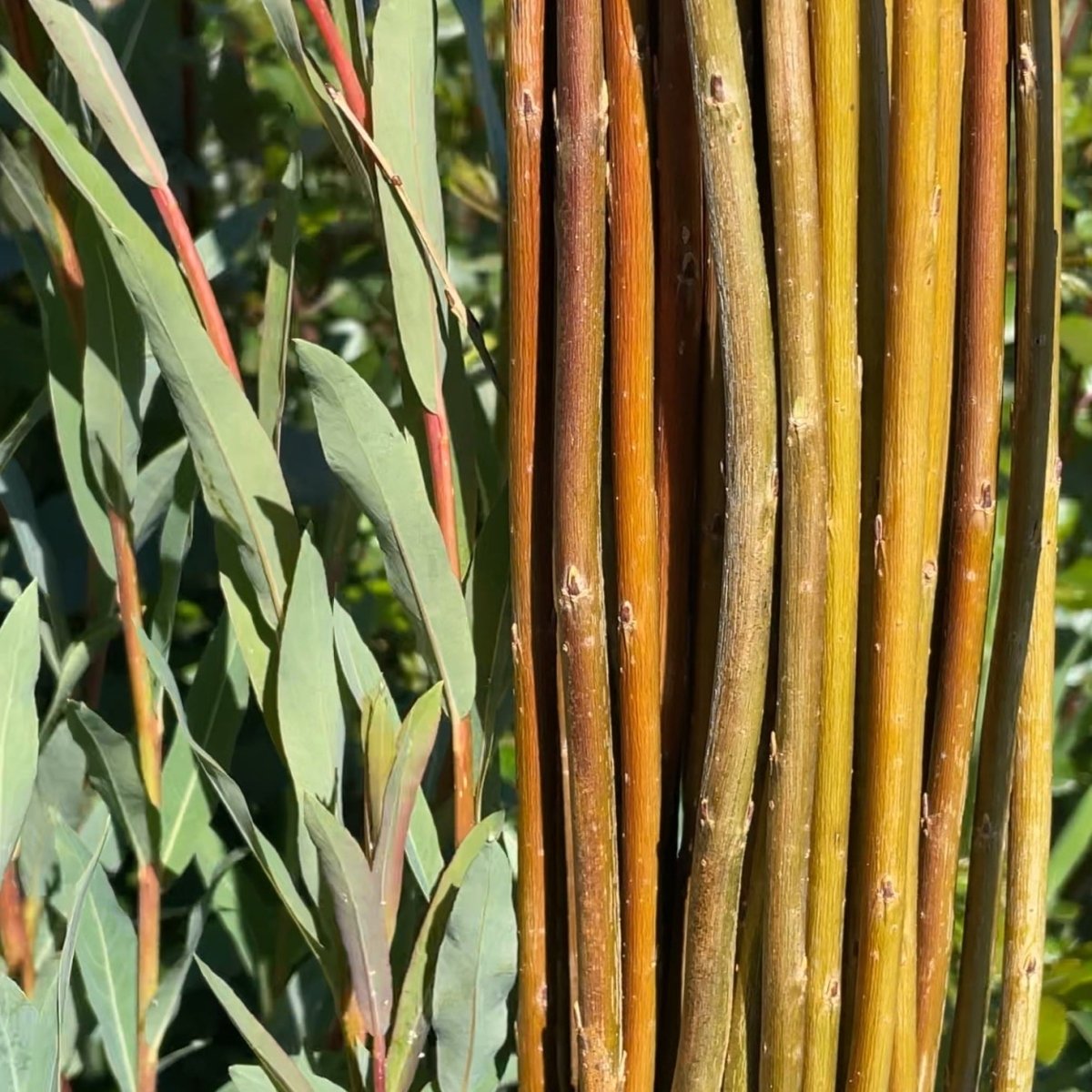 Oka Willow Cutting - Dingdong's Garden