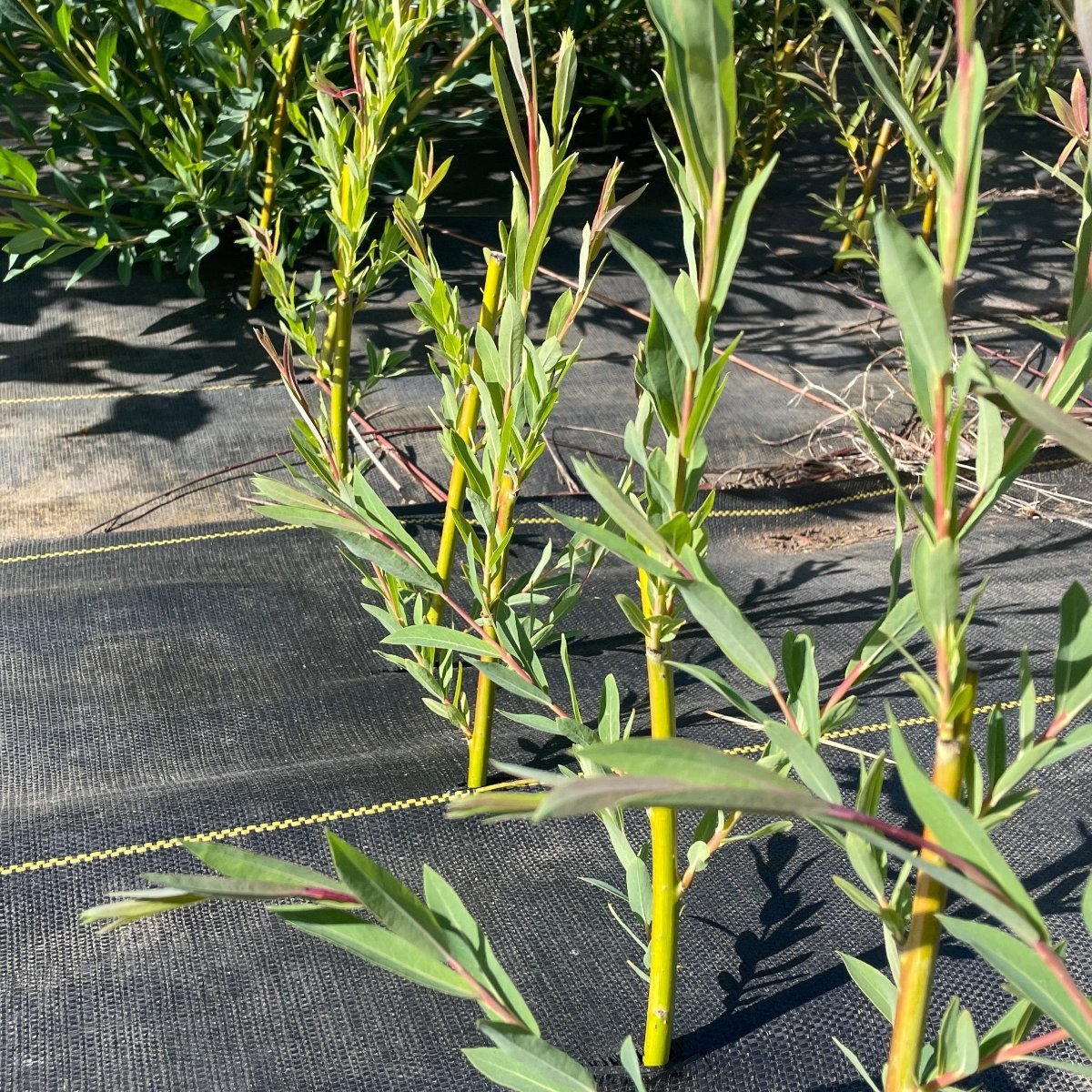 Oka Willow Cutting - Dingdong's Garden